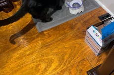 Cat feared dead after Kentucky tornado is found alive in rubble nine days later