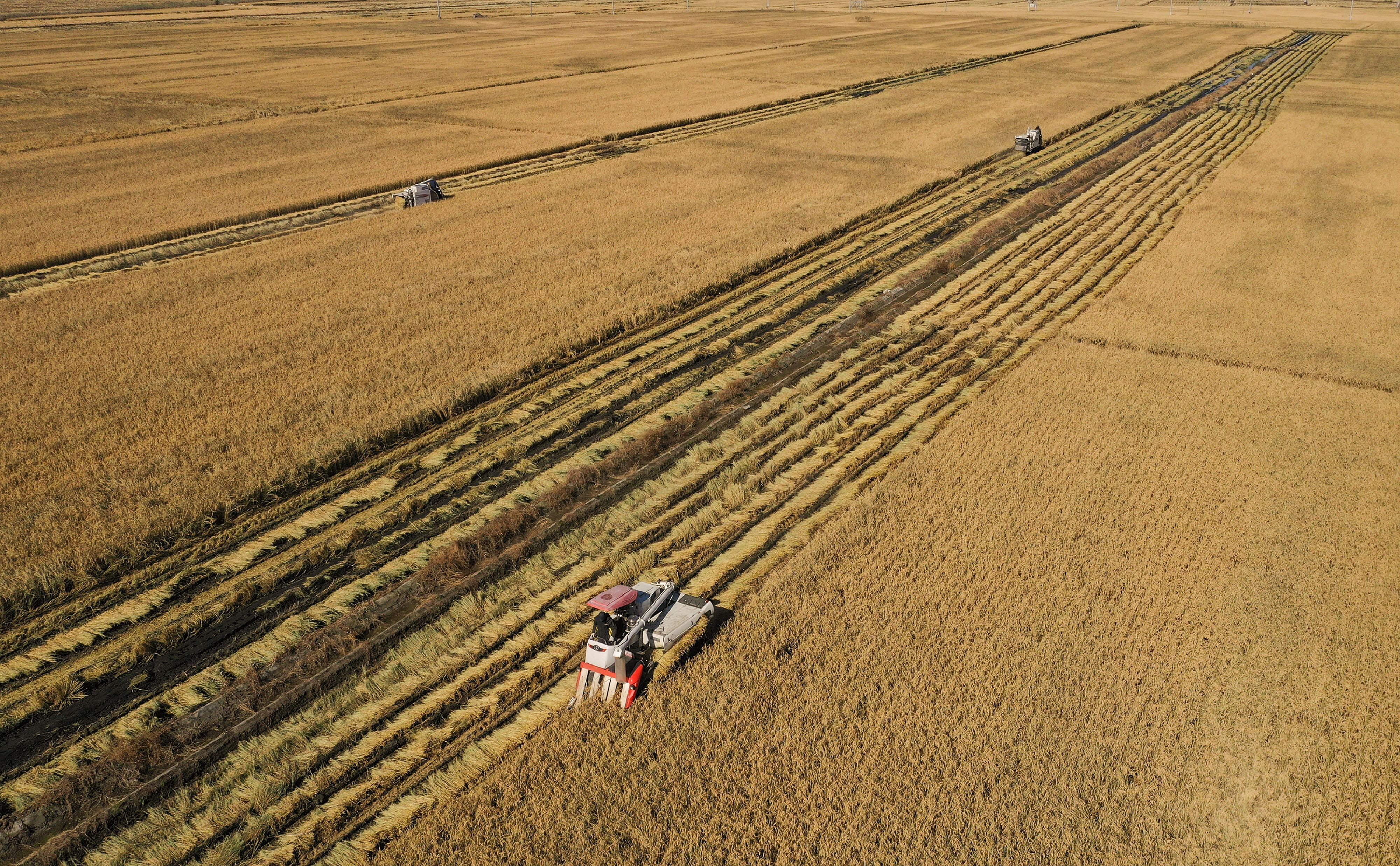 File: Aerial photo taken on 19 October 2021 shows farmers harvesting rice at a paddy in Shenyang in China’s northeastern Liaoning province