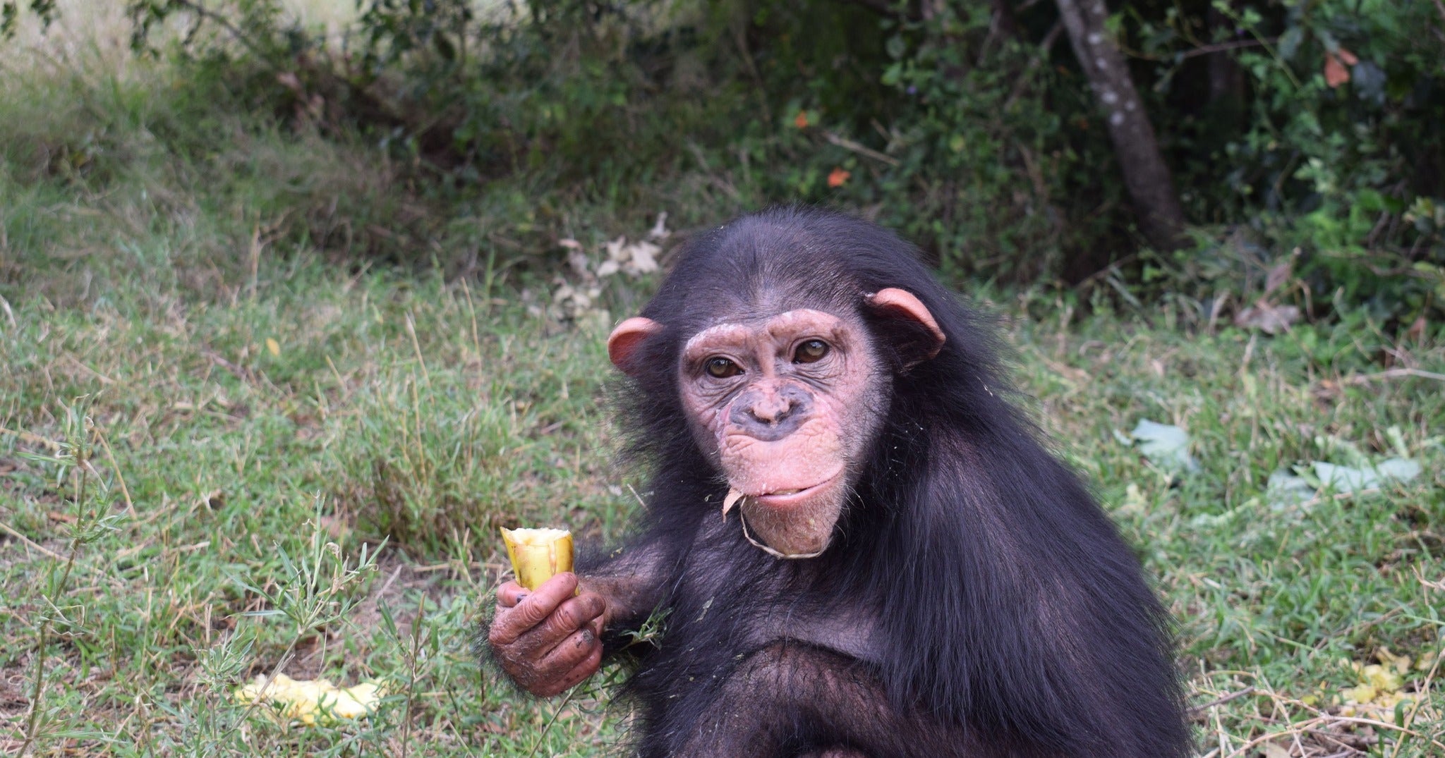 Human-raised chimp sent to Kenyan sanctuary to learn how to live with