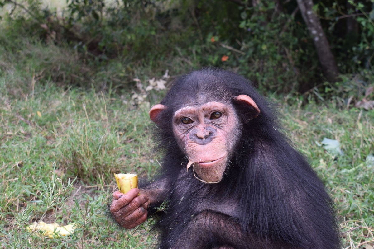 Chimp raised by humans beaten to death by fellow chimpanzees after bid to integrate