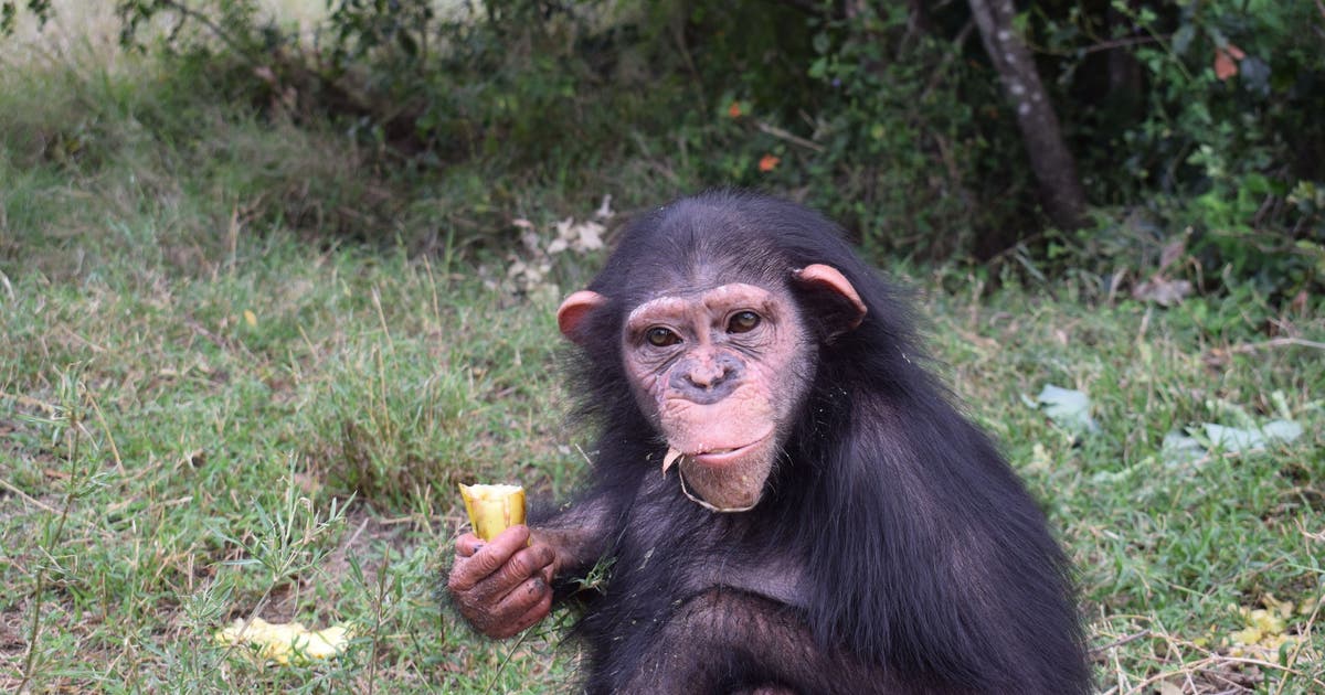 Chimp raised by humans beaten to death by fellow chimpanzees after bid to integrate