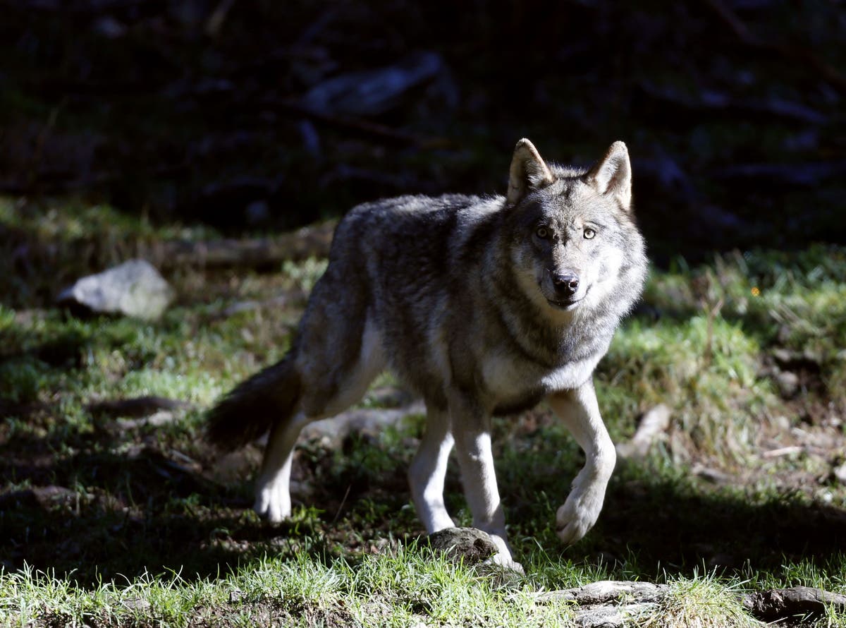 French zoo closes after nine wolves escape during visiting hours