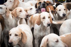 Calls for the end of trail hunting on public land over ‘smokescreen’ fears