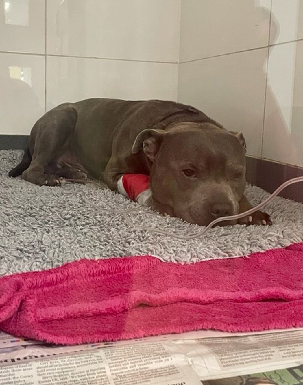 Hugo was rushed to the PDSA pet hospital in Devon after demolishing the treat