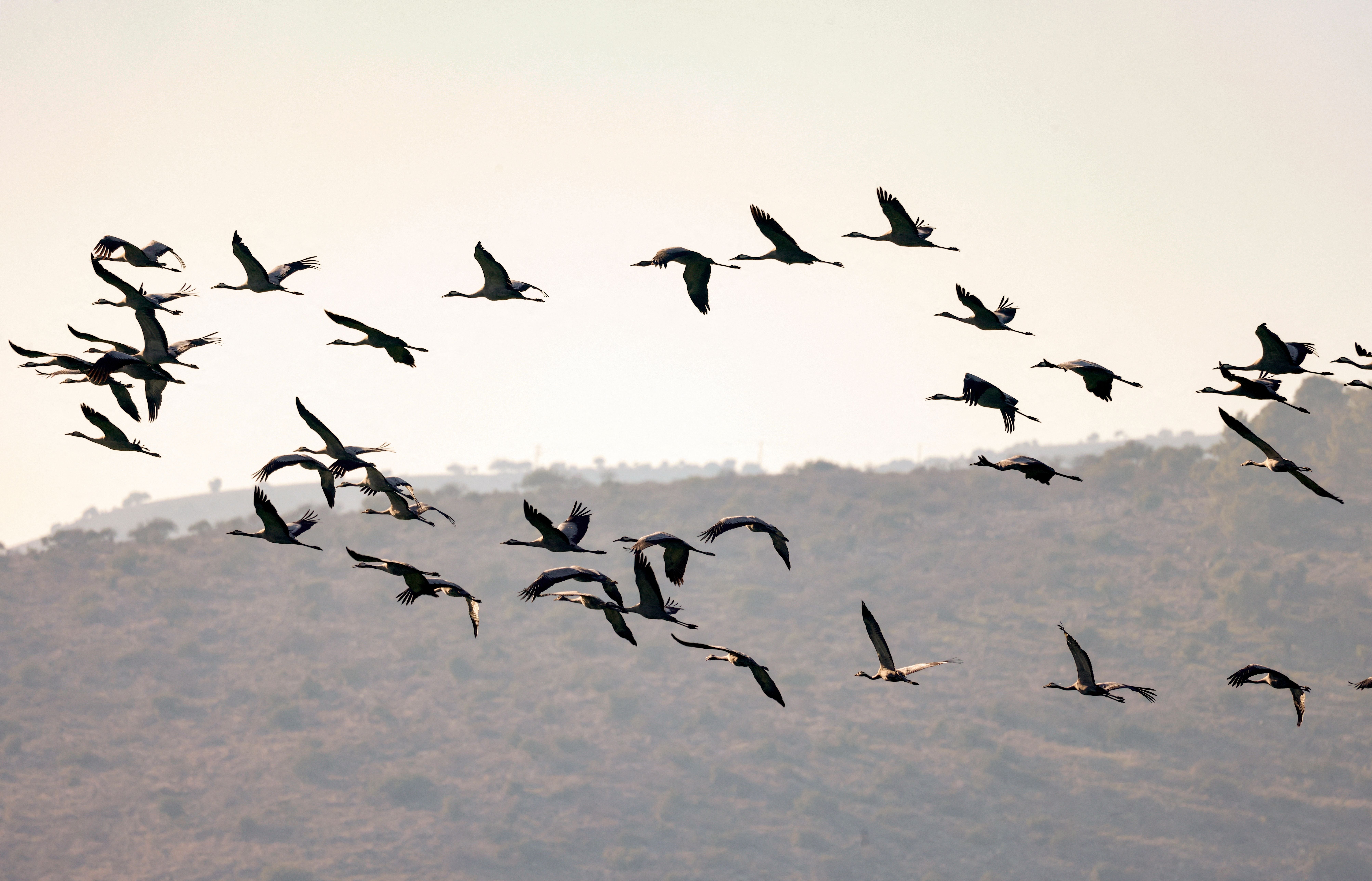 Gray Cranes fly above the northern Israeli Hula valley, an important point on their migratory path towards Africa, on December 26, 2021