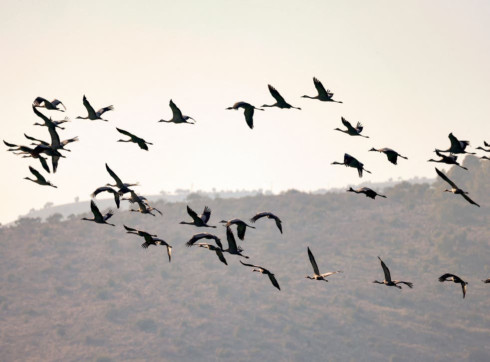 <p>Gray Cranes fly above the northern Israeli Hula valley, an important point on their migratory path towards Africa, on December 26, 2021</p>