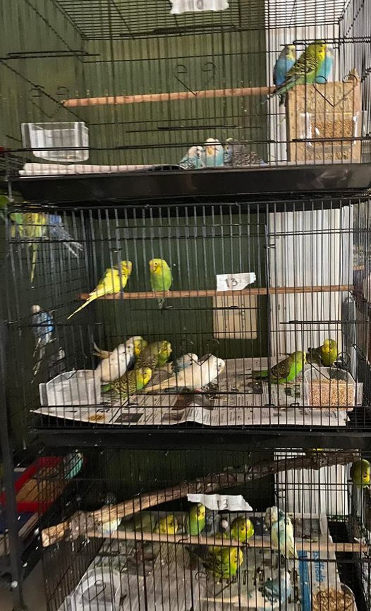 ‘Animal hoarder’ drops off hundreds of parakeets at shelter