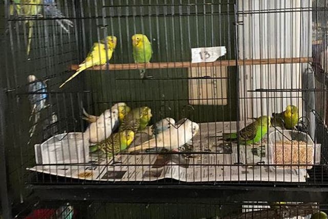 <p>An animal hoarder’s son dropped off hundreds of parakeets at a Michigan animal shelter</p>