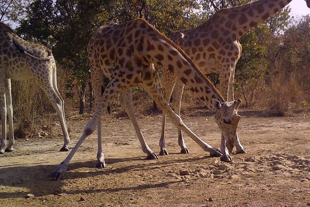 A giraffe in the wild in Cameroon (Bristol Zoological Society/PA)