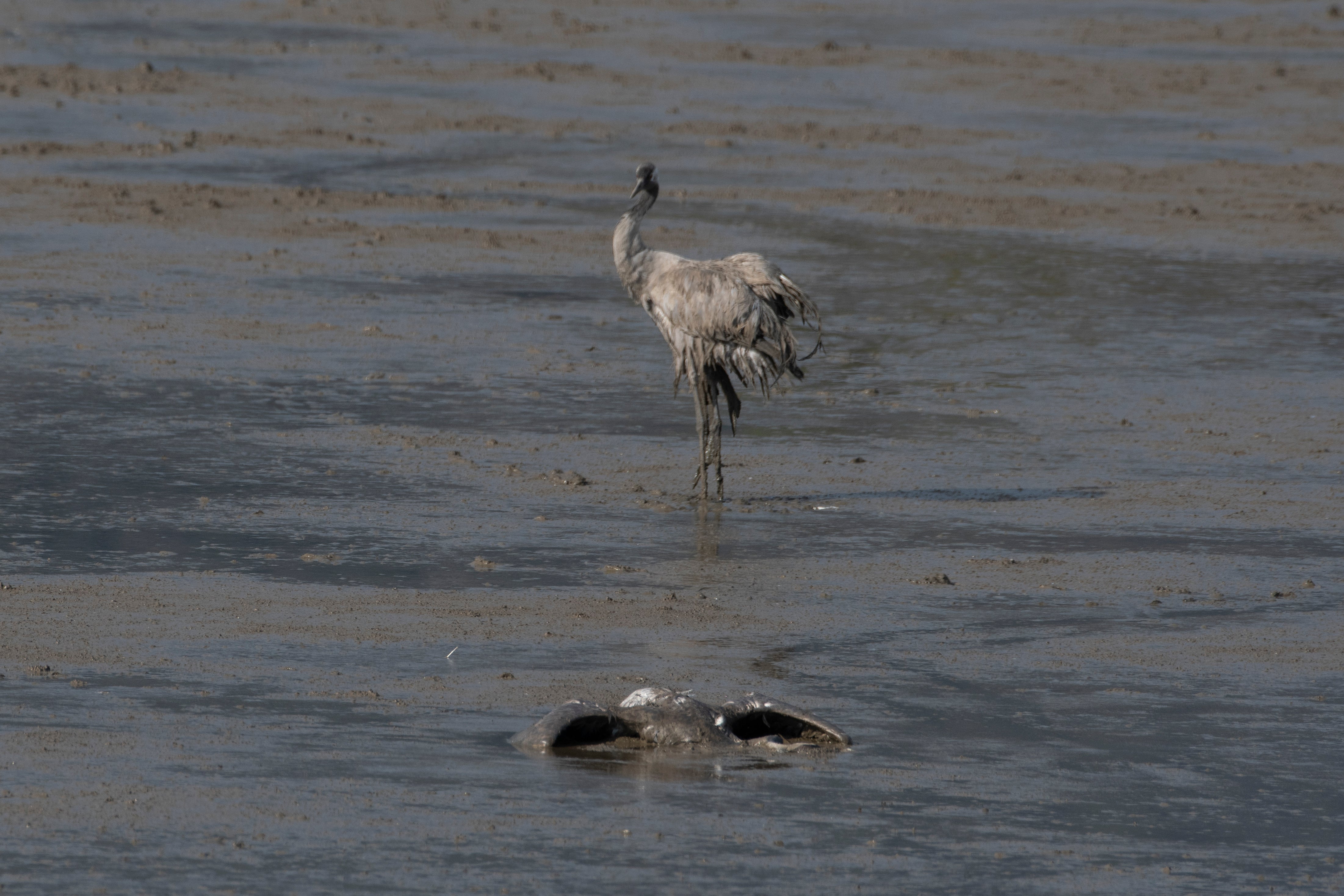 Israel Bird Flu