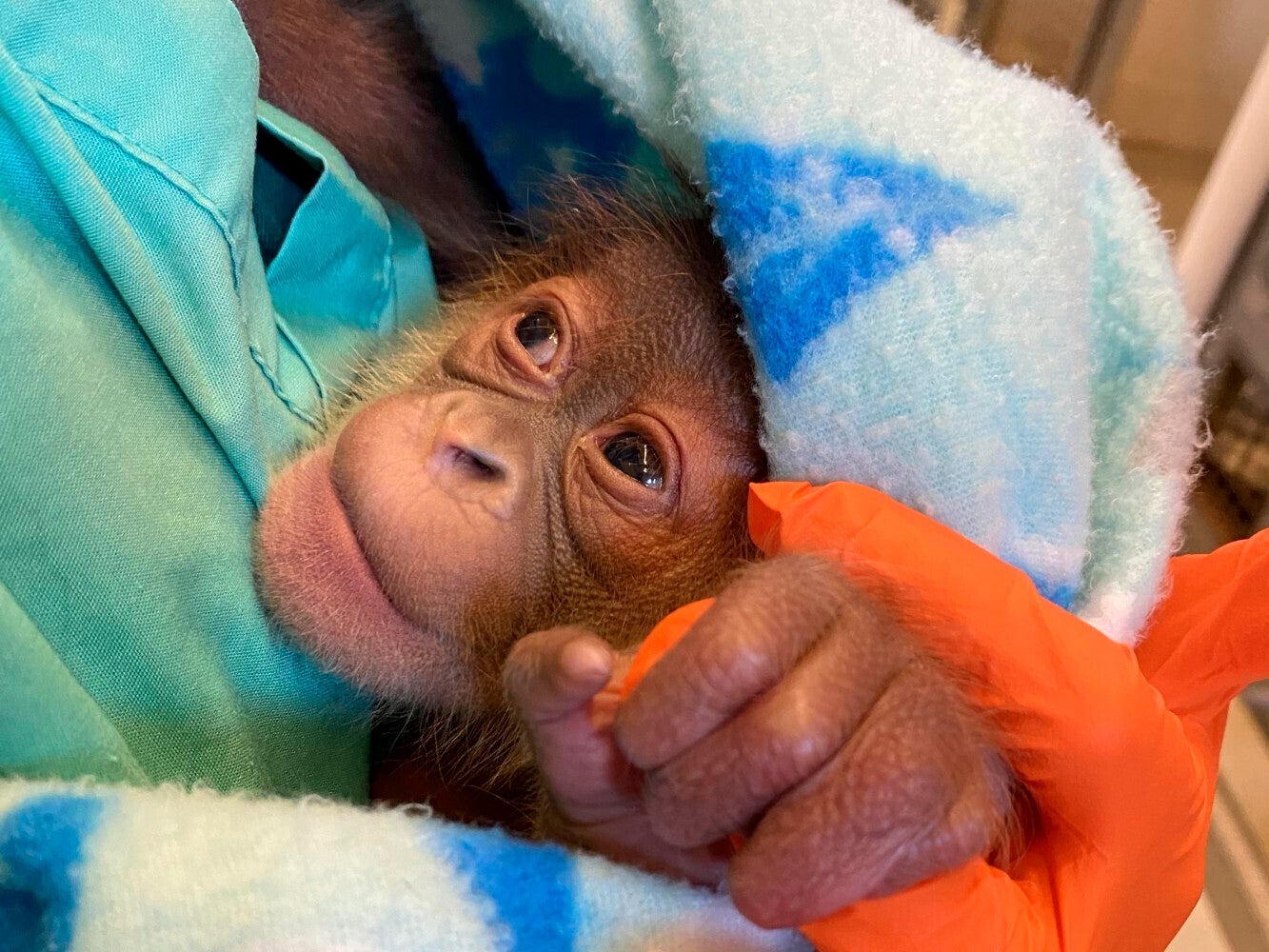 Orangutan Pregnant Twins New Orleans