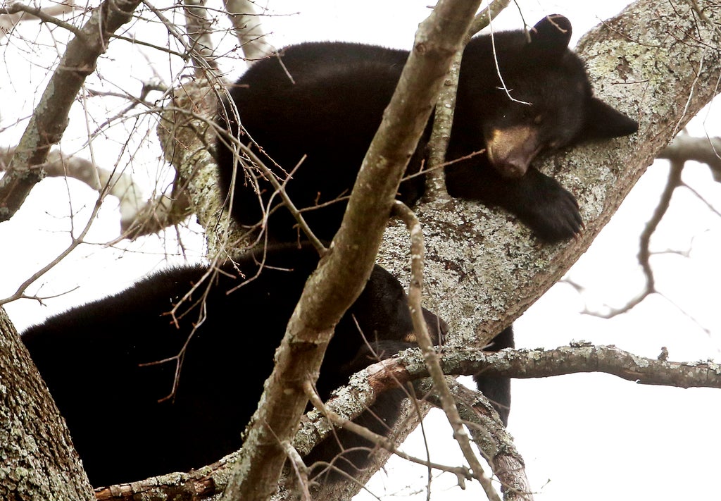 Mama bear, cubs spotted napping in tree in Va. neighborhood