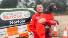 Search and rescue dog Juno found safe after going missing for six days