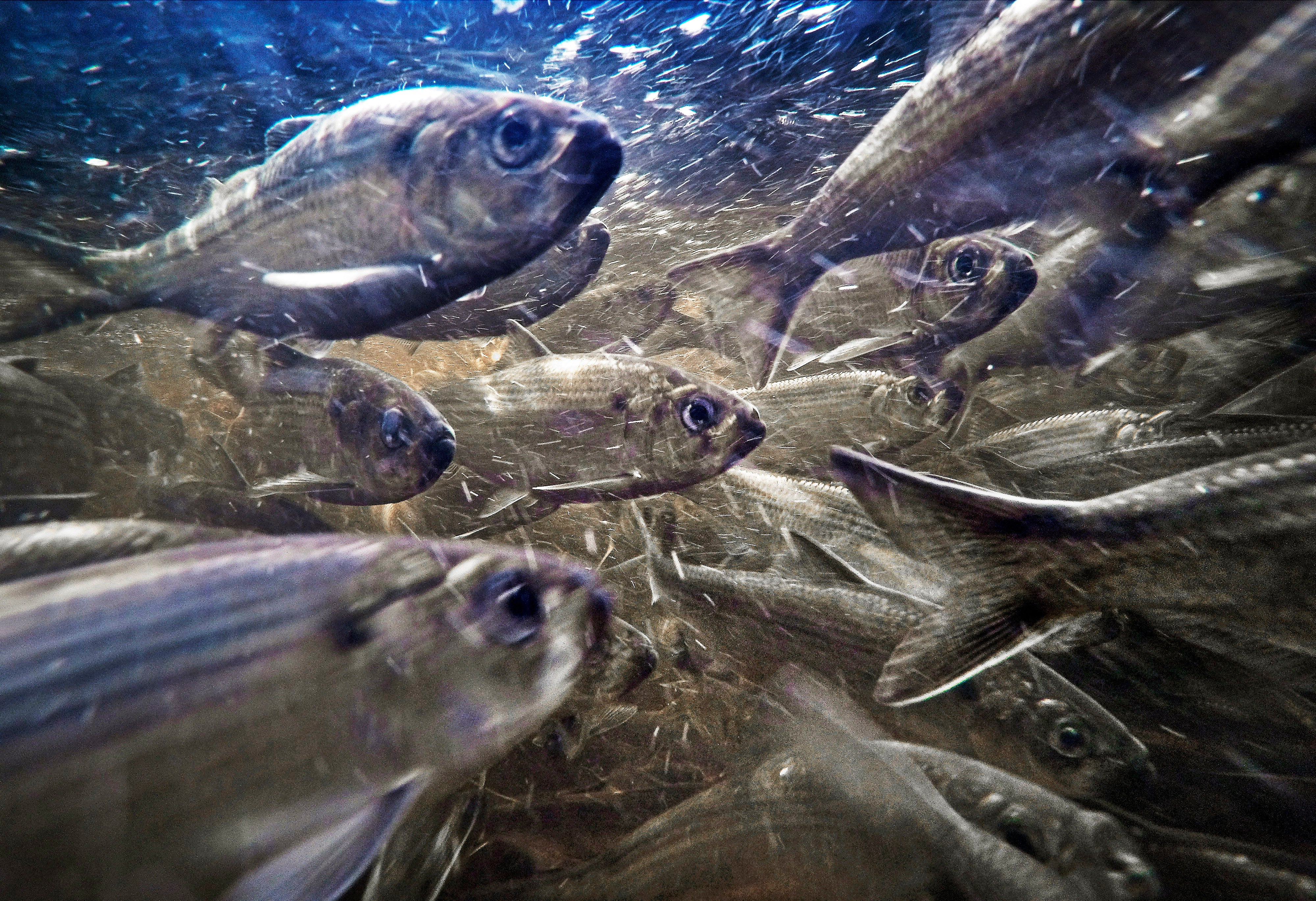 River herring swim in a stream in Franklin, Maine. The species were once headed for the endangered species list but have been making a comeback this year