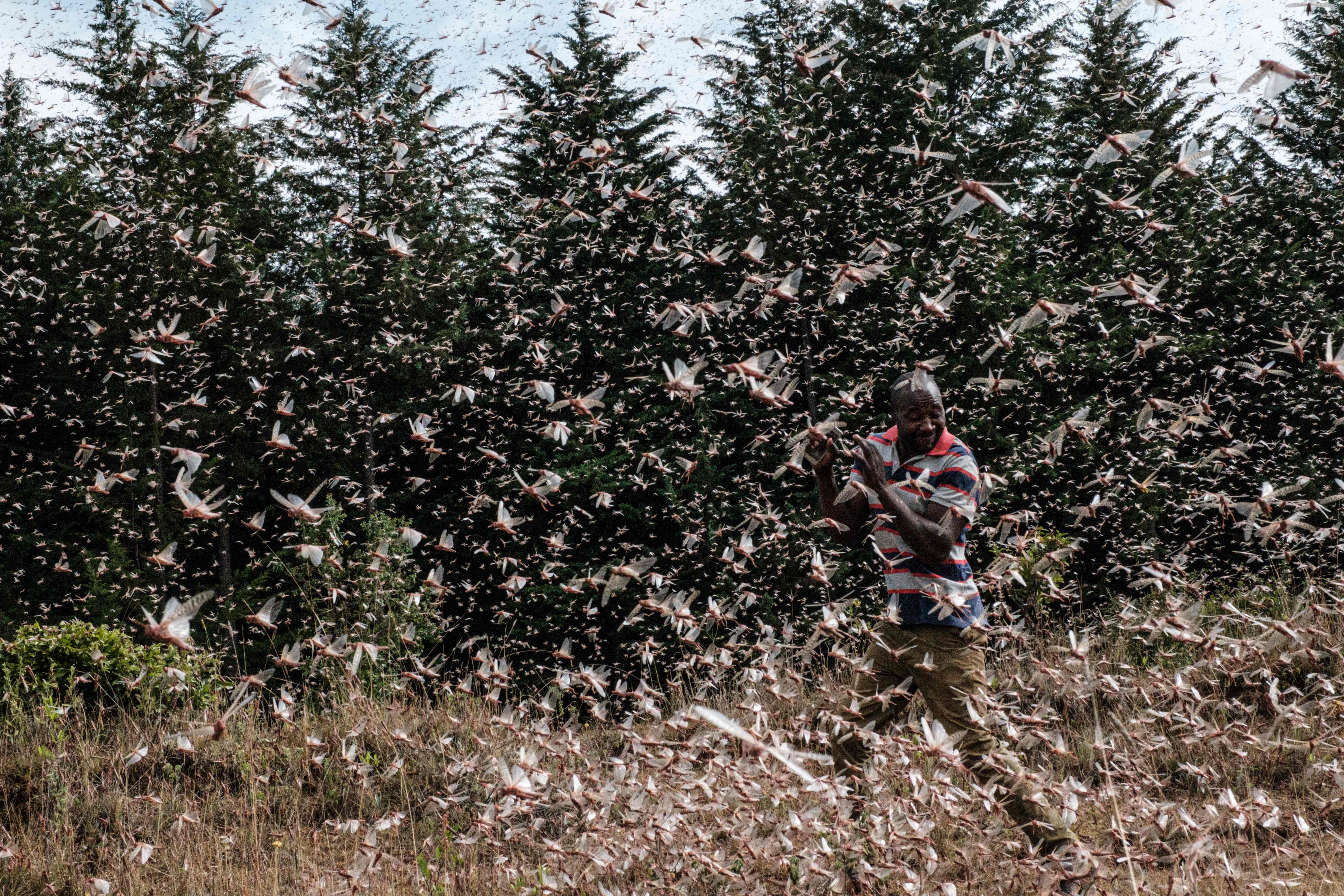 A farmer walking in a swarm of desert locust in Meru, Kenya