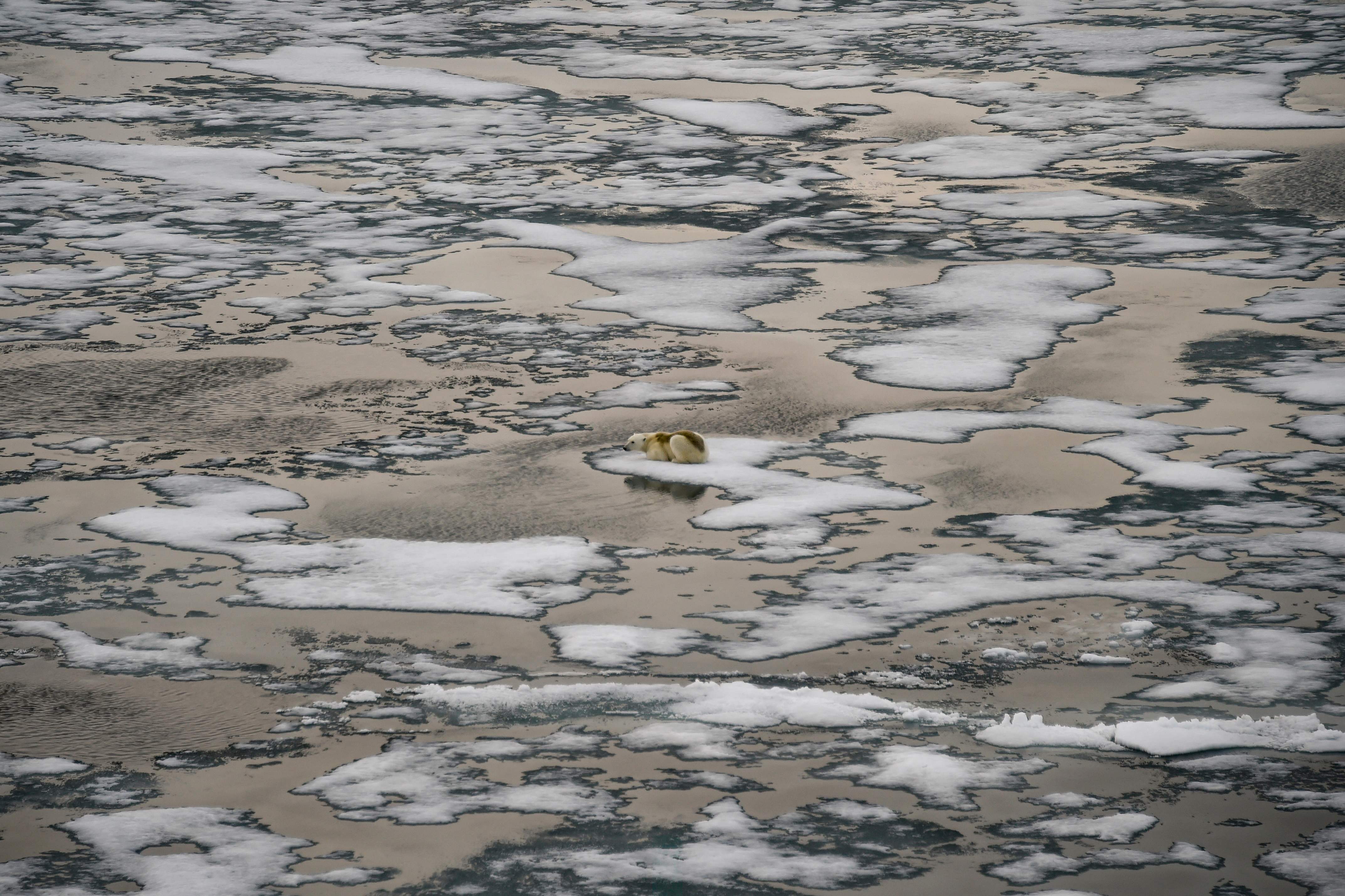 A polar bear is seen on ice floes in the British Channel in the Franz Josef Land archipelago