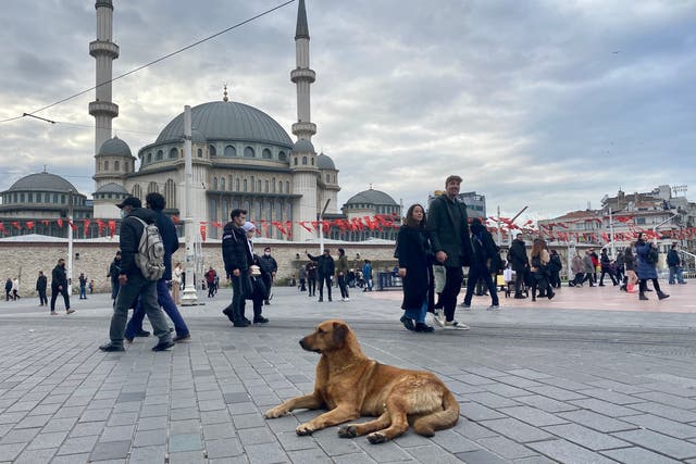 <p>A stray dog rests in Istanbul’s Taksim Square on 28 December 2021</p>