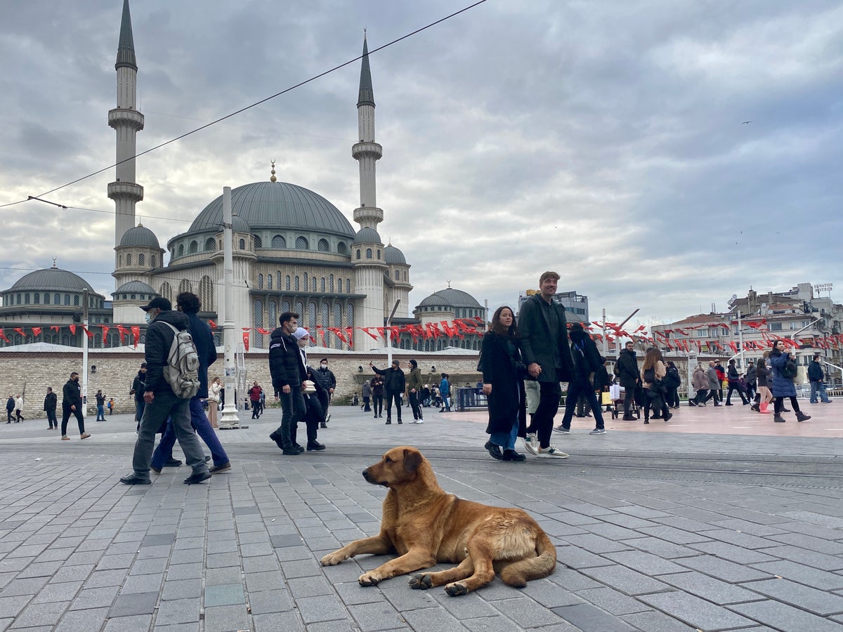 Turkey's Erdogan shows bark and bite by targeting stray dogs in culture war | The Independent