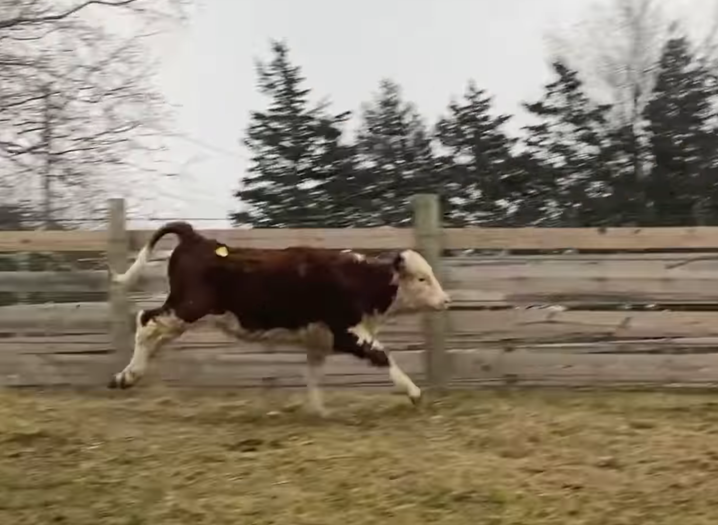 Stacy the cow enjoys her new life at Skylands Animal Sanctuary and Rescue