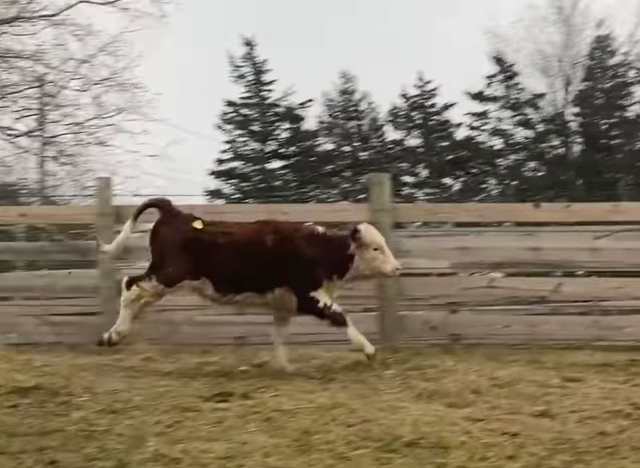 <p>Stacy the cow enjoys her new life at Skylands Animal Sanctuary and Rescue</p>