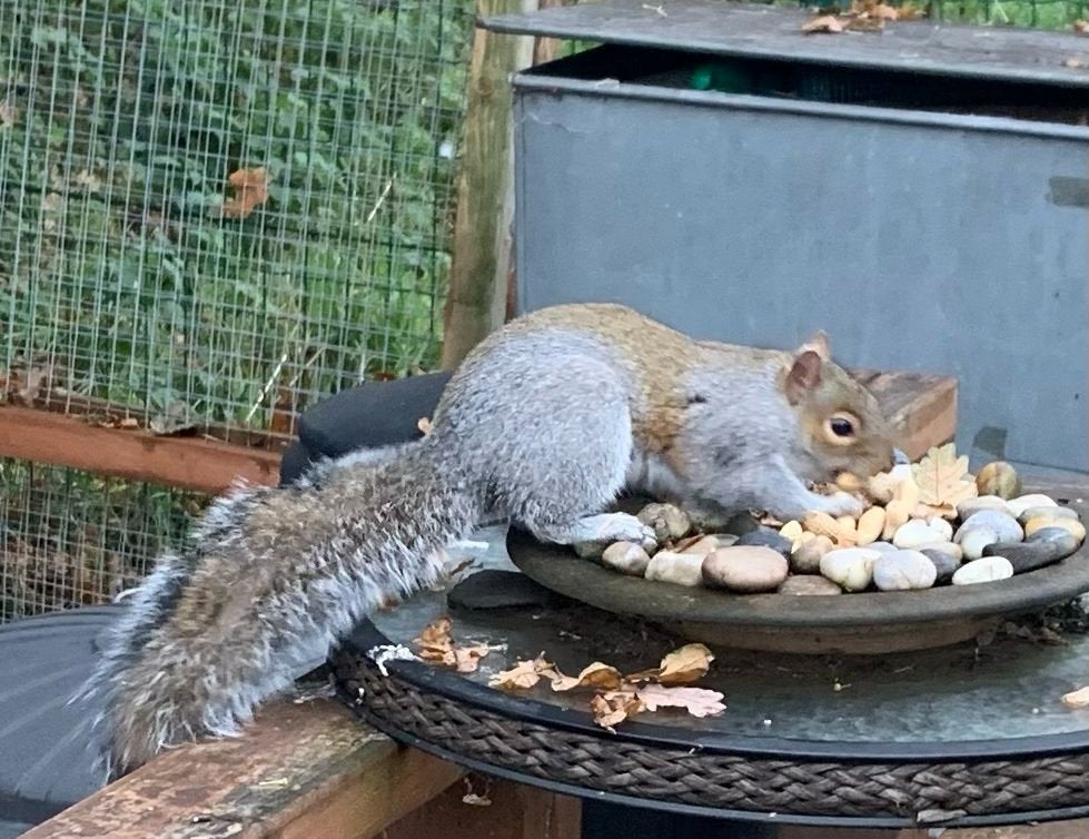 The squirrel’s reign of terror finally came to an end when he was caught in a humane trap
