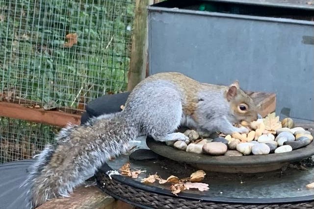 <p>The squirrel’s reign of terror finally came to an end when he was caught in a humane trap</p>