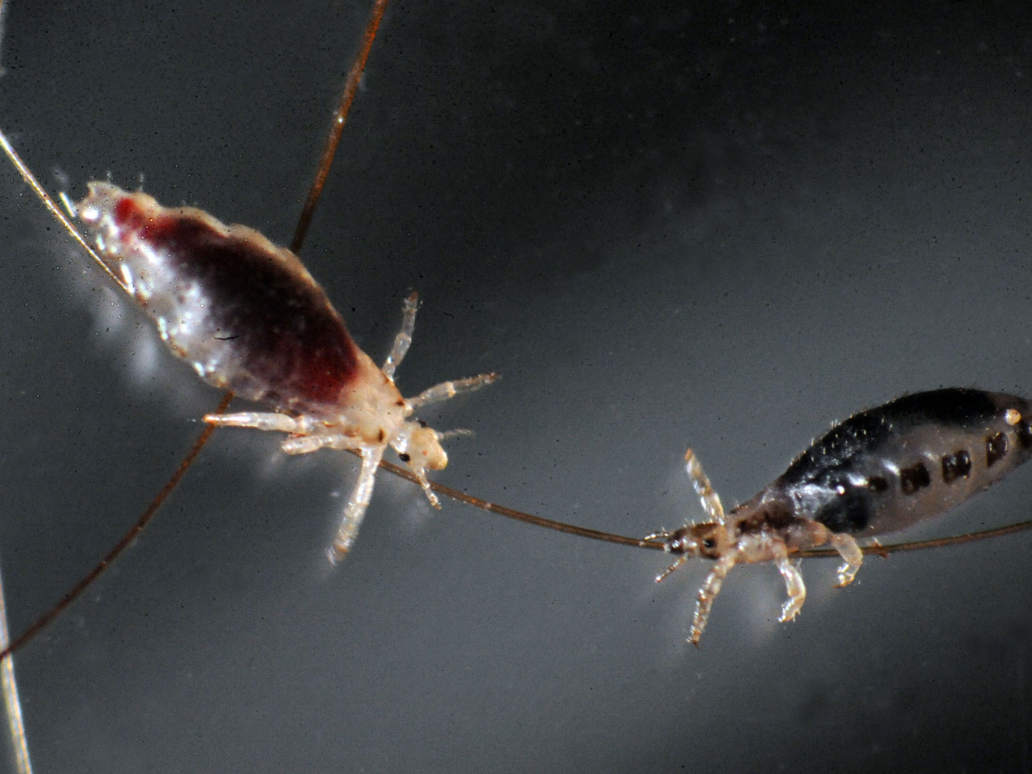 Hair lice may shed light on South America’s ancient populations