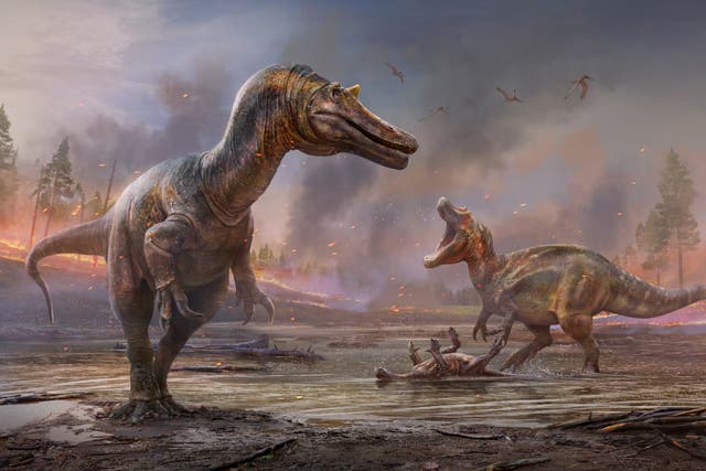 <p>A pair of spinosaurs were discovered by a PhD student on the Isle of Wight</p>