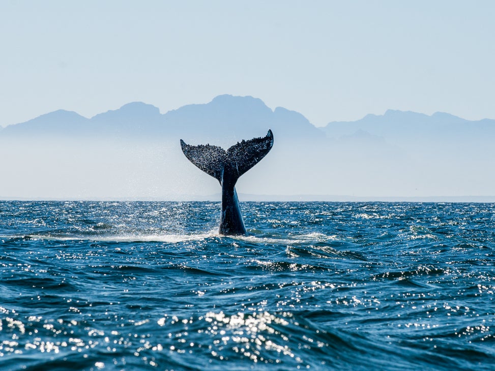 A humpback whale off the coast of South Africa. Shell’s seismic blasts occur every five seconds, for months at a time, and are louder than a space shuttle launch, according to Greenpeace