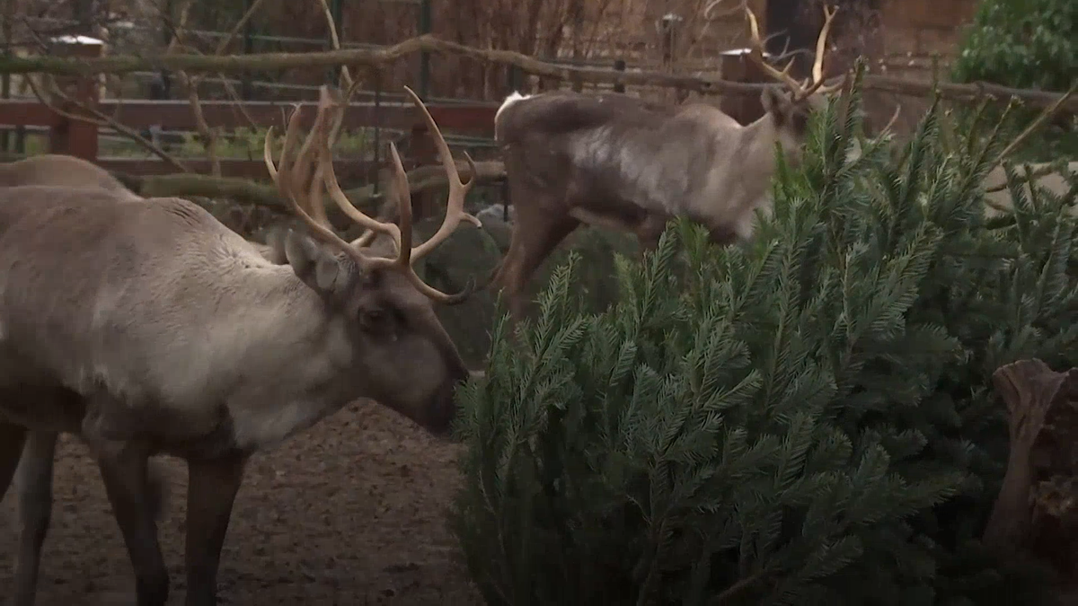 Elephants and reindeer feast on donated Christmas trees at Berlin Zoo