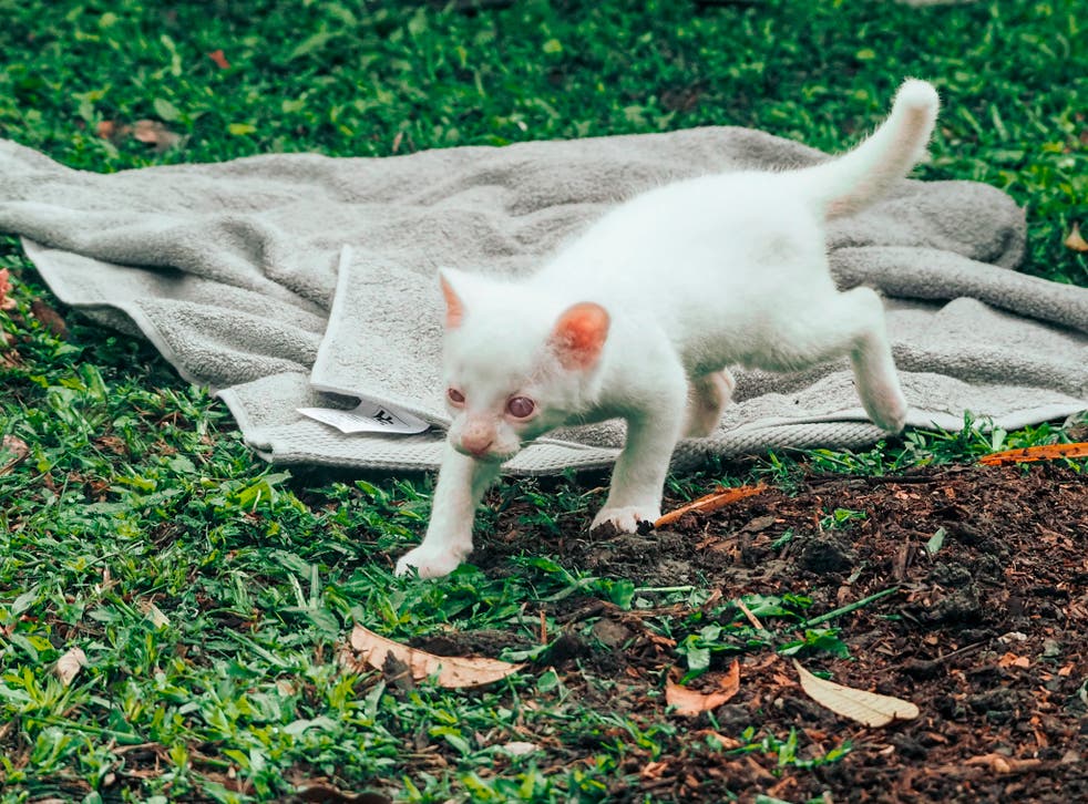 COLOMBIA-PUMA ALBINO