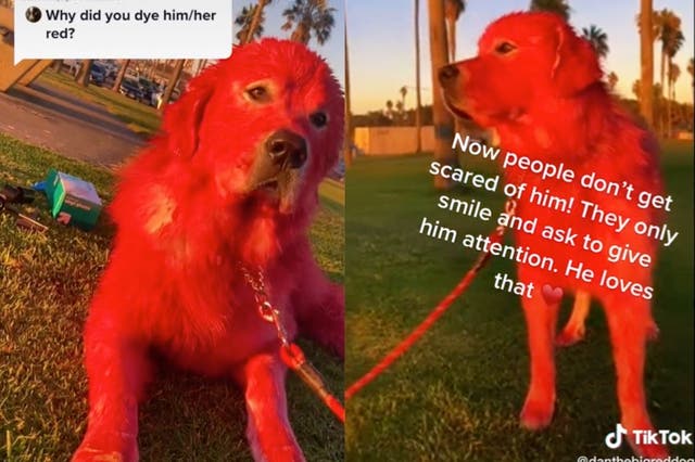 <p>Woman sparks mixed reactions after explaining why she dyes her dog’s fur bright red</p>