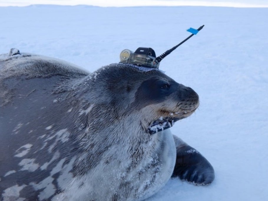 <p>A Weddell seal is pictured with a sensors on its head</p>
