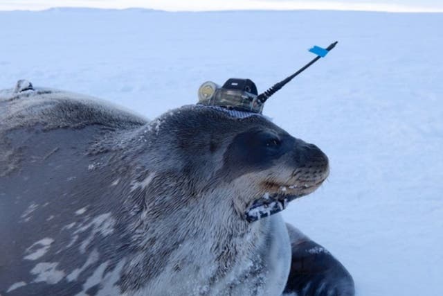 Una foca de Weddell con una etiqueta CTD adherida a su cabeza