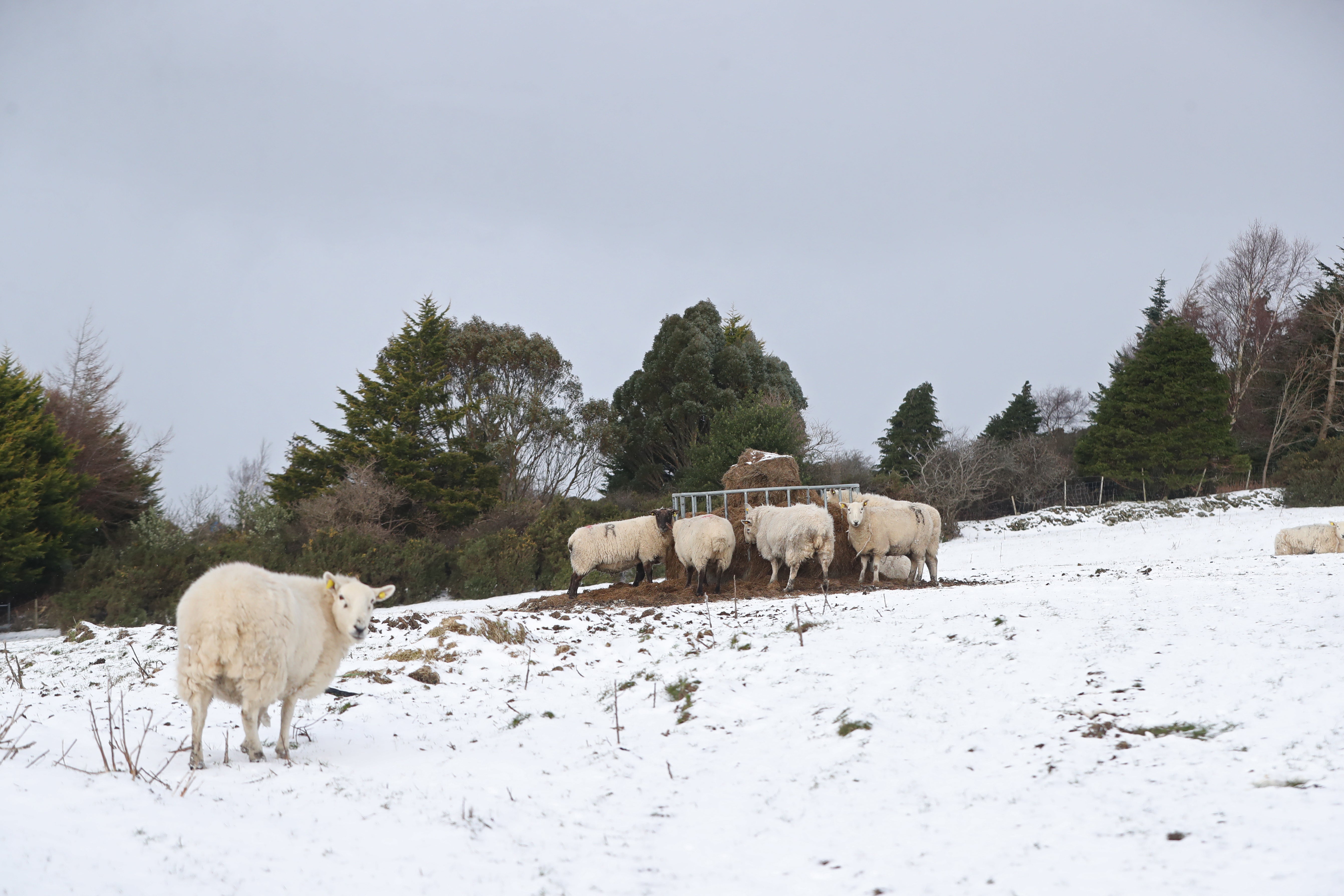 Sheep in the snow at Glenasmole, Co Dublin (Niall Carson/PA)