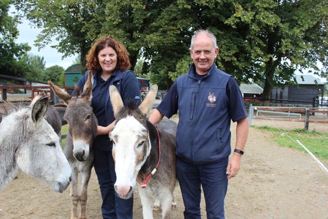 Donkey Sanctuary Ireland said the number of donkeys requiring to be rescued is escalating (Donkey Sanctuary Ireland/PA)