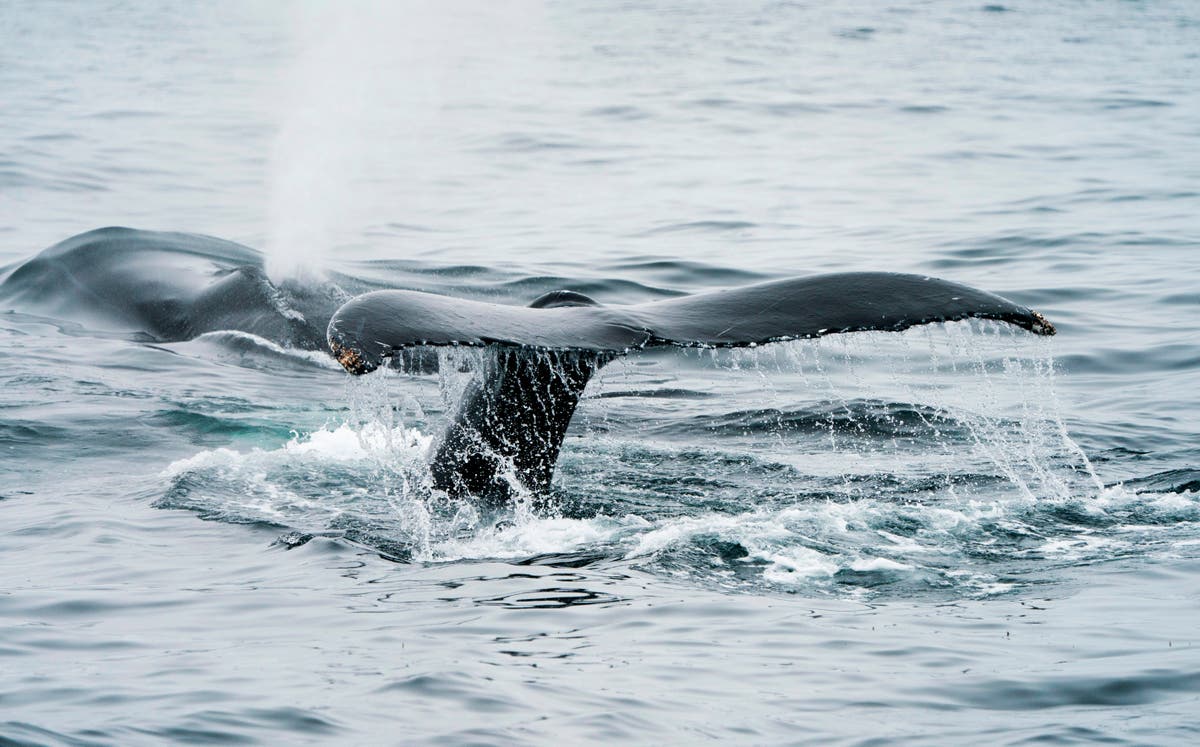 From humpbacks to walruses, the UK’s seas in 2021