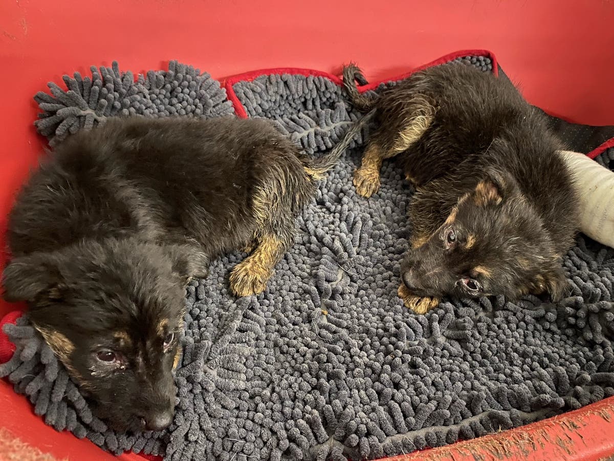 Animal charity in &lsquo;responsible pet ownership&rsquo; plea as puppies found abandoned