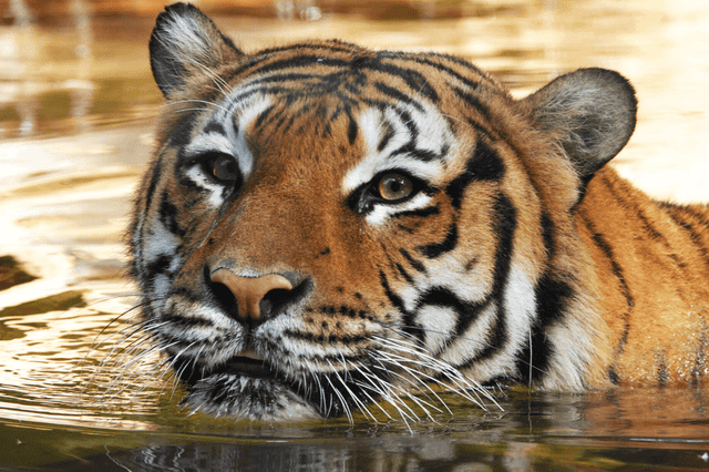 <p>Eko, a Malayan tiger, was shot dead after attacking a man who climbed into his enclosure at a Florida zoo</p>