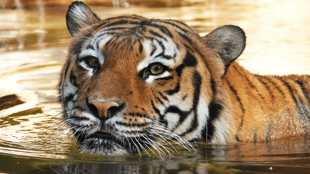 Tiger shot dead for attacking Florida man who climbed into enclosure to ‘pet him’
