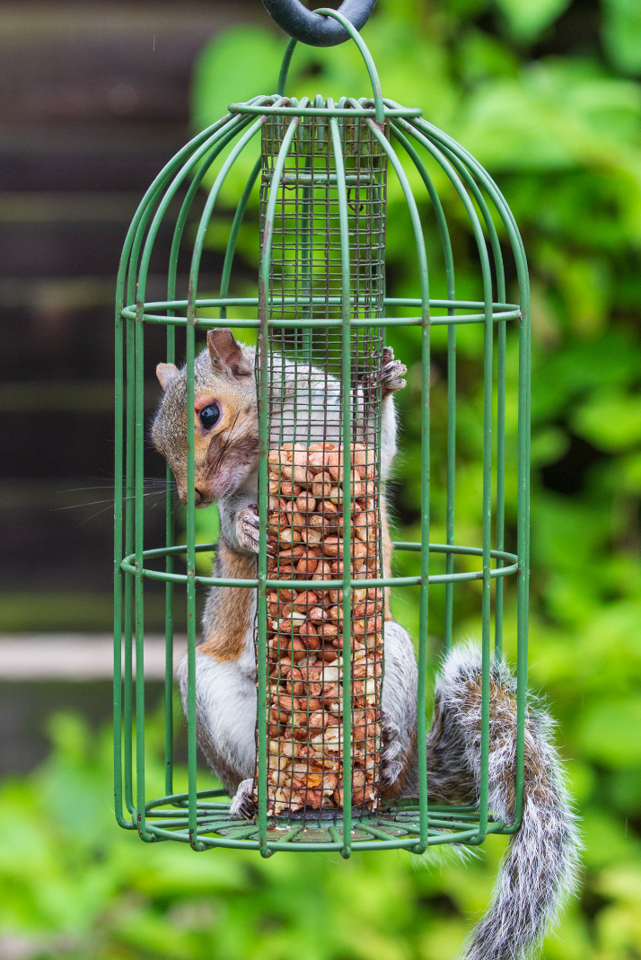 A squirrel was caught red-pawed after getting stuck inside a bird feeder in Ashford, Kent. (RSCPA/PA)