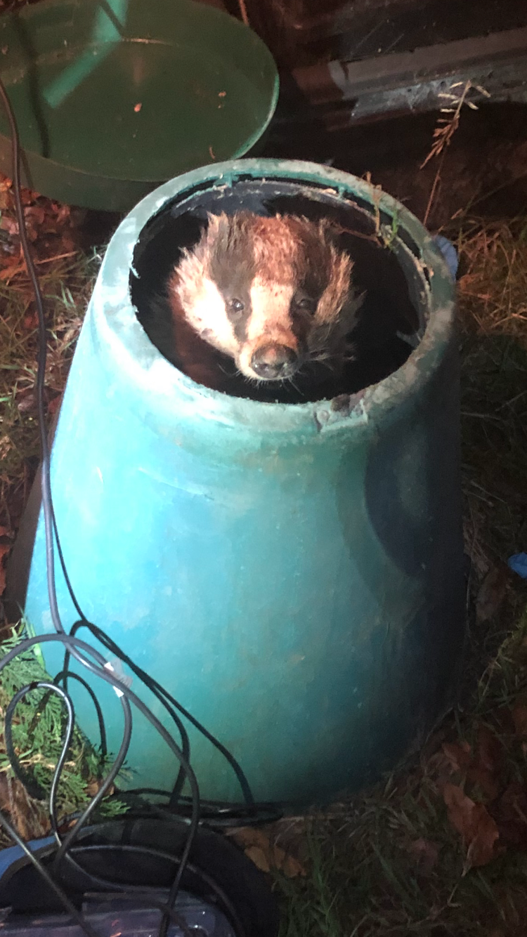 A badger in Guildford, Surrey, also had to be freed using special power tools after getting stuck in a two-foot compost bin. (RSPCA/PA)