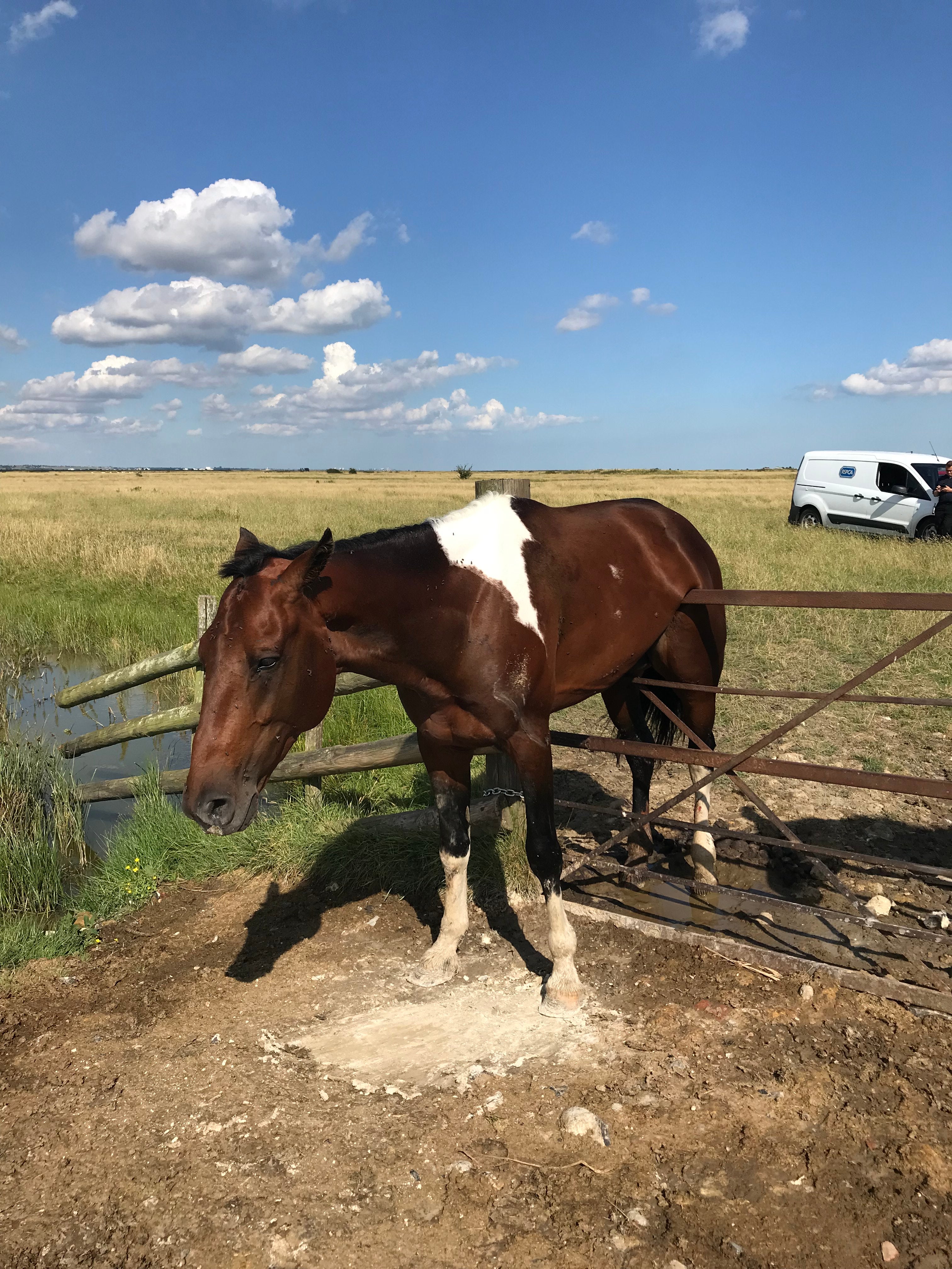 A stallion who was desperate to visit his female neighbours got into an embarrassing spot getting stuck halfway on a gate. (RSPCA/PA)