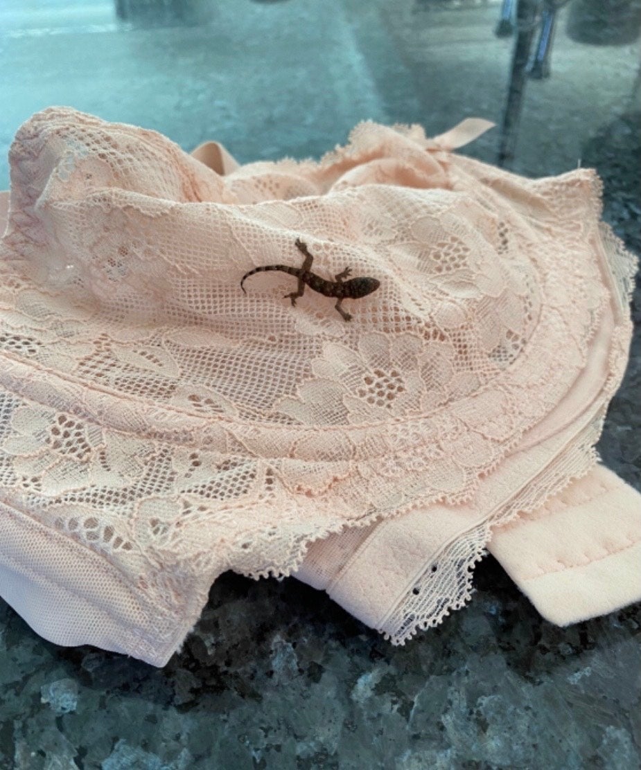 A lingerie-loving lizard travelled more than 4,000 miles in a woman’s bra from sunny Barbados to Rotherham, South Yorkshire. (RSPCA/PA)