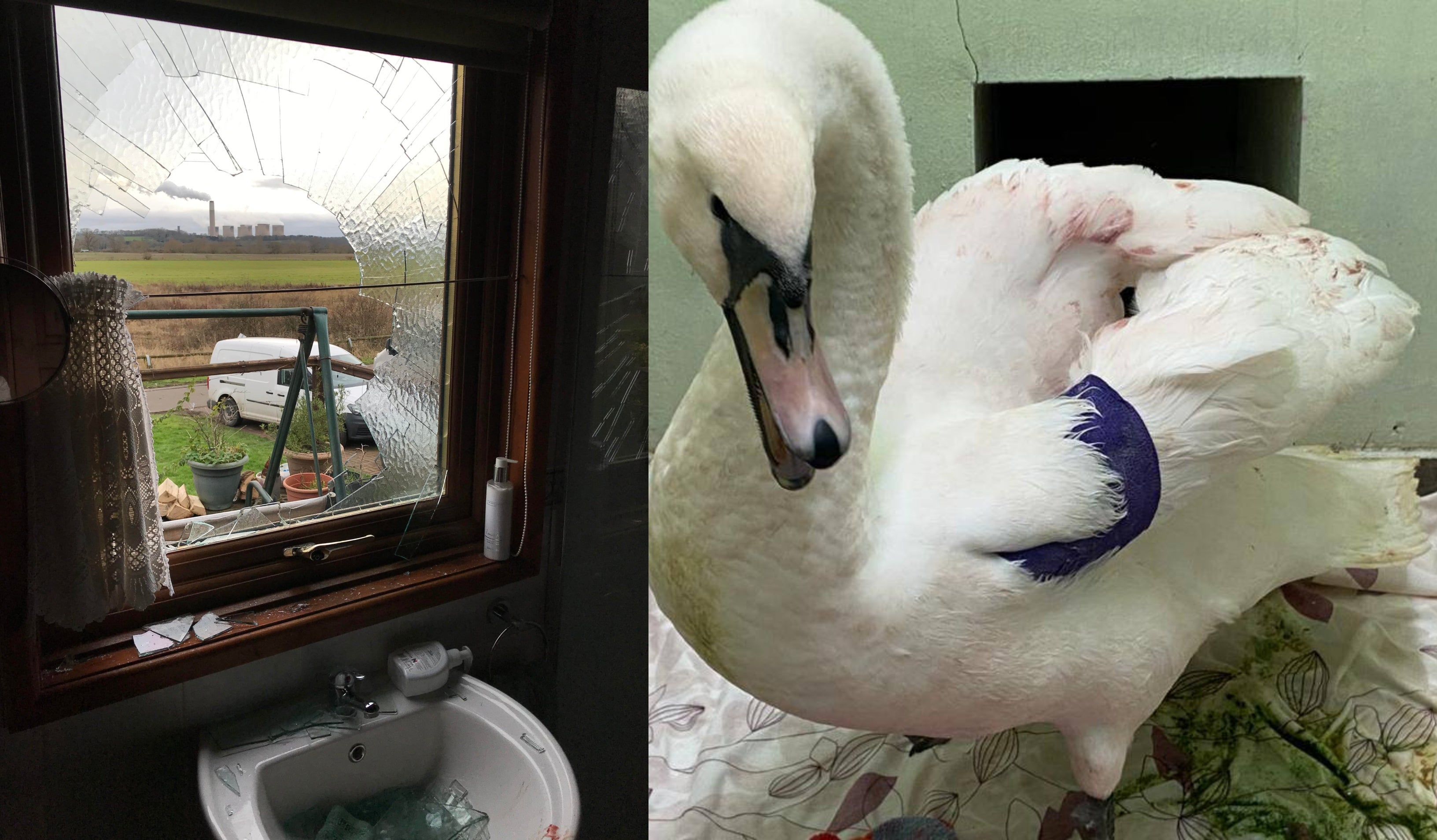 A swan crash-landed through a double-glazed window in Barton in Fabis, Nottinghamshire. (RSPCA/PA)