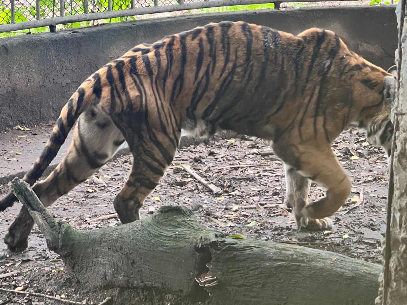 An underweight tiger