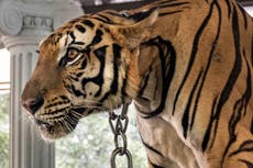 Eleven tigers and two bears set to be saved as zoo accused of neglect closes