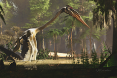 Scientists decode how world’s largest-ever flying animal got airborne