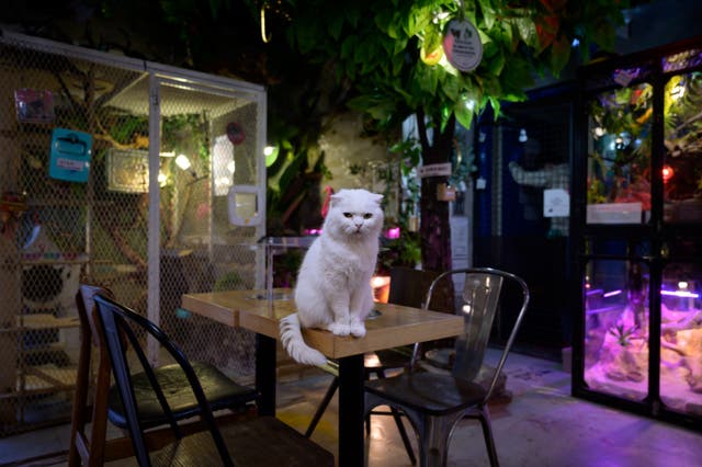 <p>A cat sits on a table in a Seoul cafe </p>