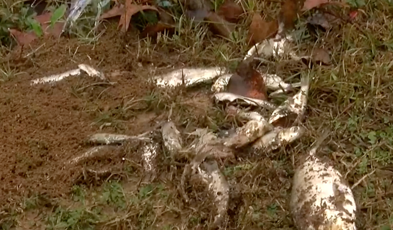 Dozens of fish rained from the sky over the city of Texarkana on 29 December 2021